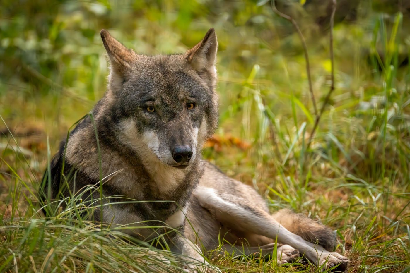 A grey wolf resting on a forest floor, illustrating Arya’s wolf dreams.