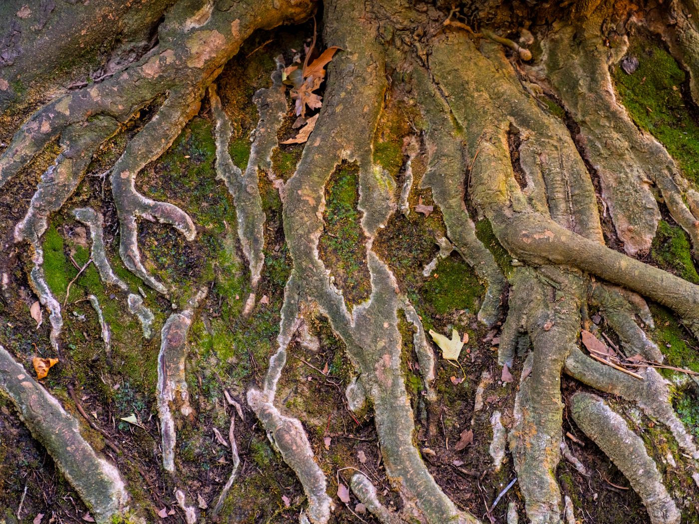 Gnarled tree roots with moss on a forest floor, illustrating Bran’s connection with trees.