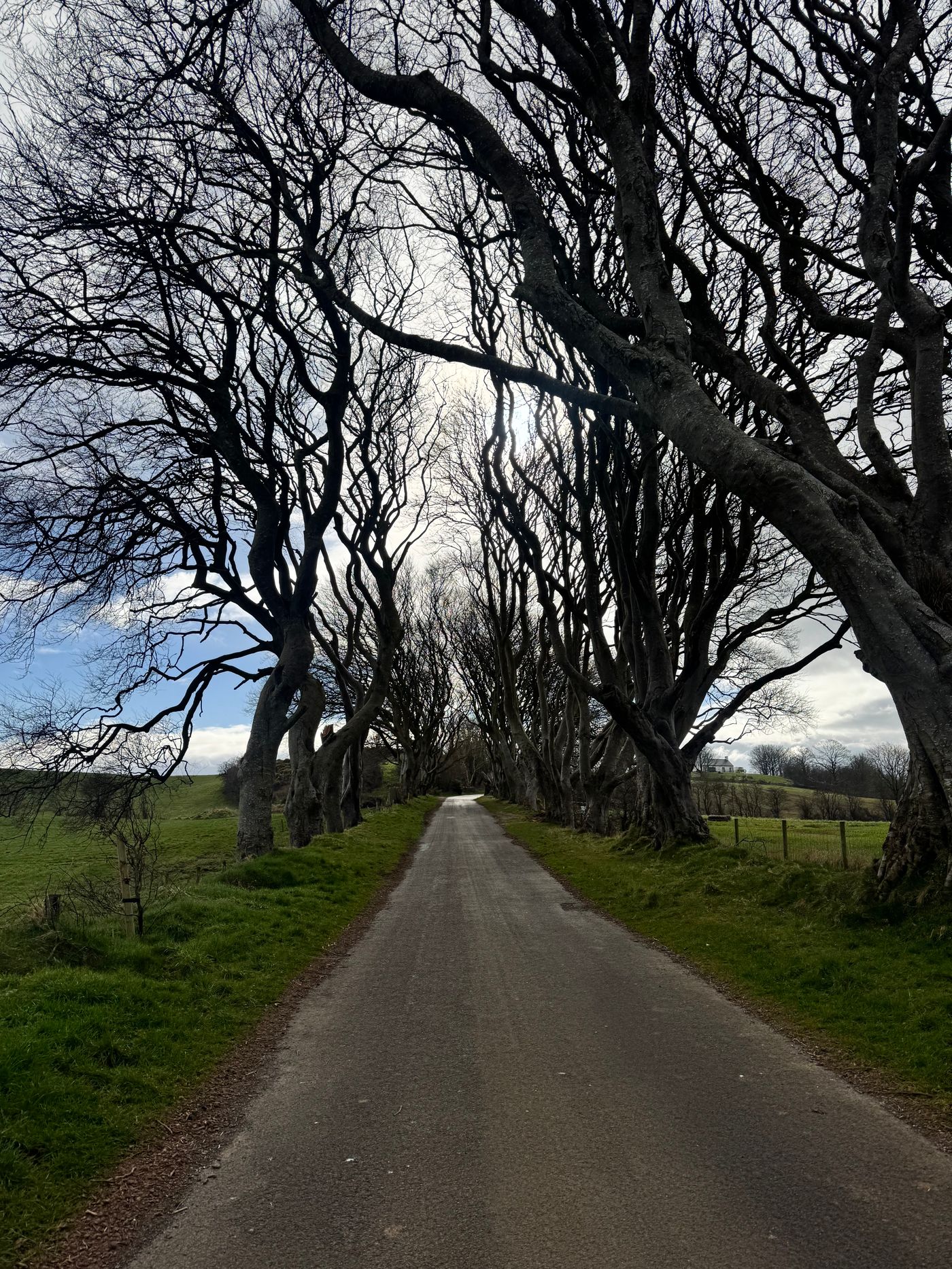 Intertwining beech trees lining the road at the Dark Hedges in Northern Ireland.