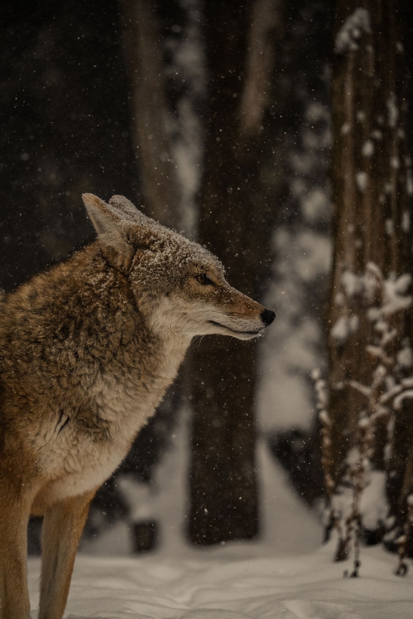 A grey wolf in a snow-covered forest; a thematic photograph, not a fictional direwolf.