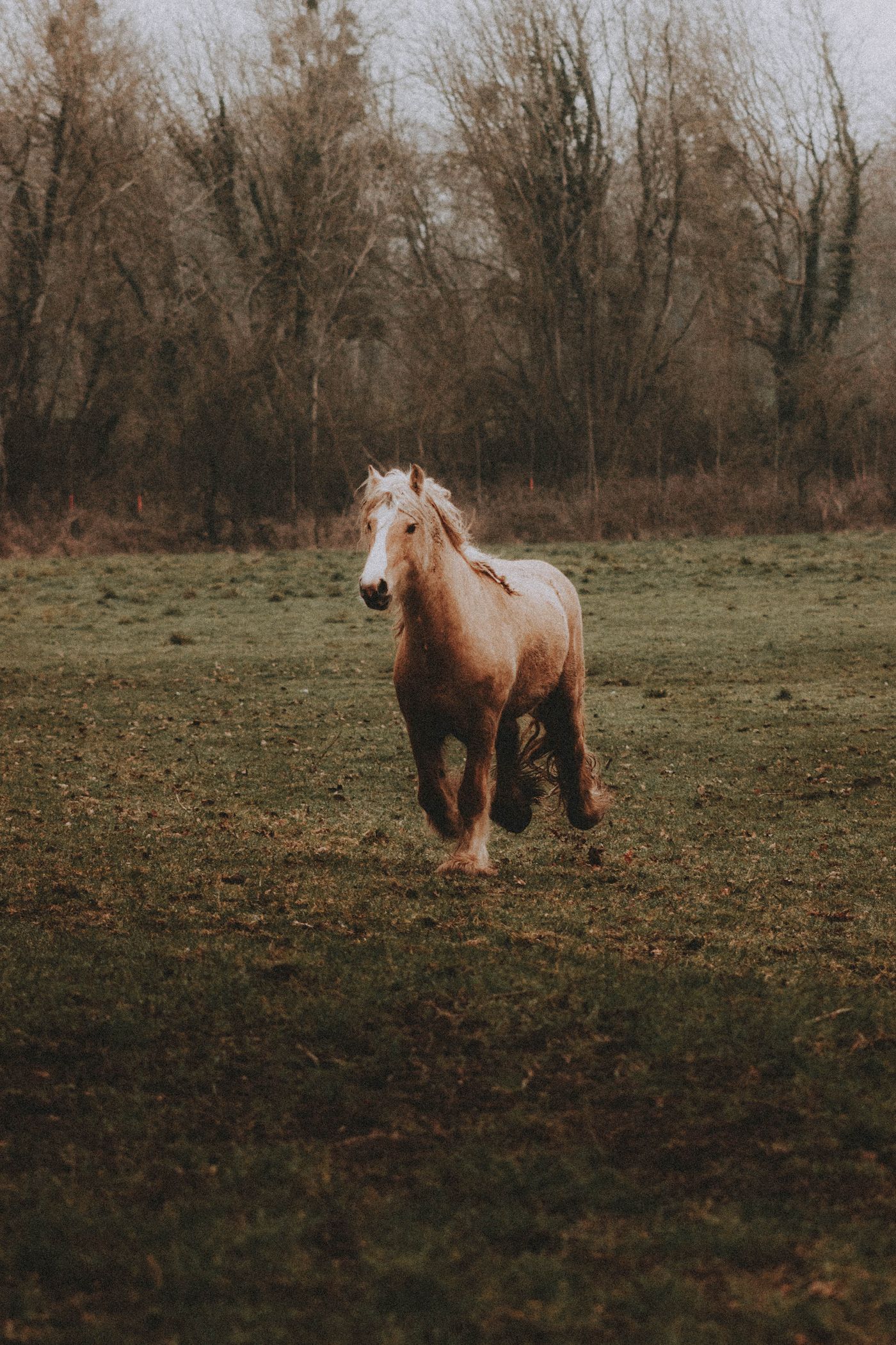 A brown horse running across a grassy field beside woodland