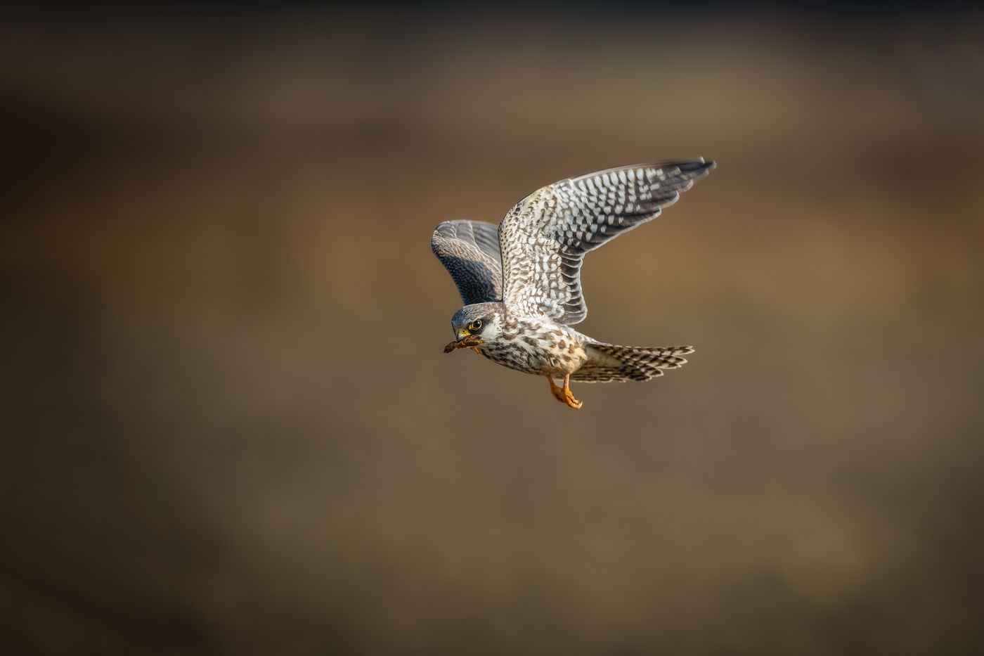 A peregrine falcon spreading its wings in flight, illustrating the Arryn emblem.