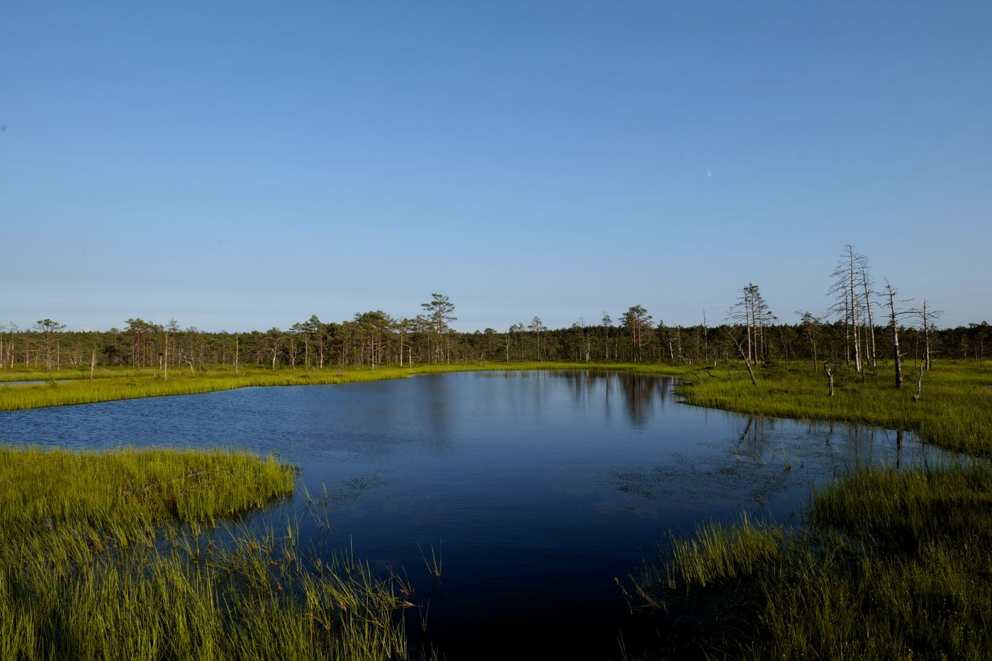 Still marsh water bordered by tall reeds, illustrating the terrain associated with House Reed.