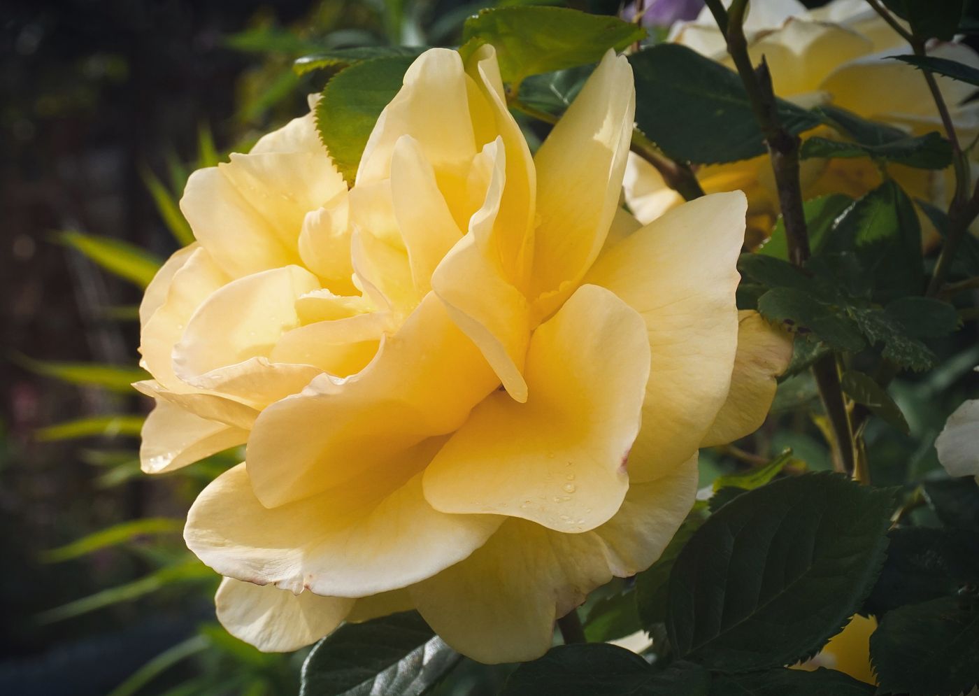 A golden-yellow rose among green leaves, illustrating the Tyrell emblem.