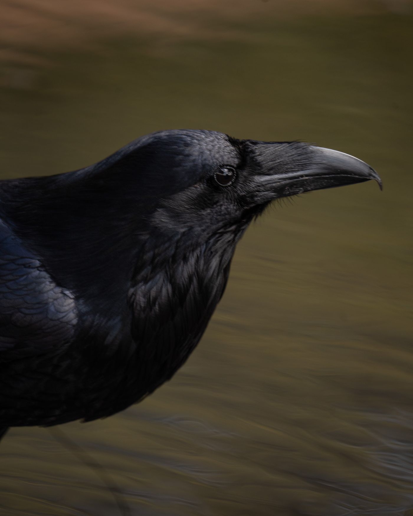 A close portrait of a raven outdoors, illustrating the story’s messenger birds.