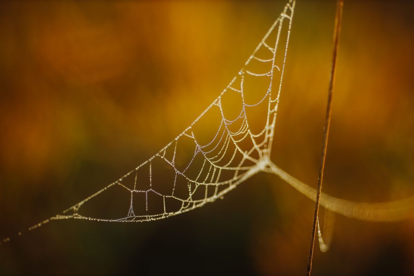 Dew hanging from a spider’s web in warm light, illustrating an information network.